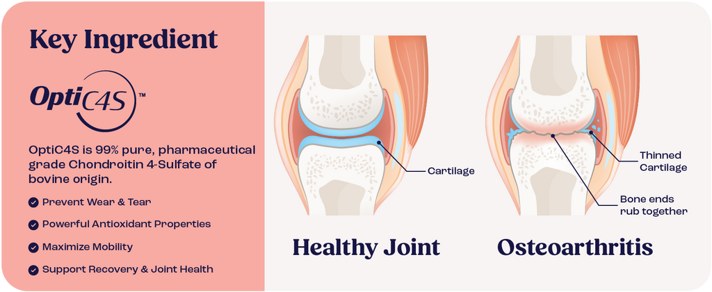 Cat Joint Supplement Chondroitin Mobility Support Natural Formula